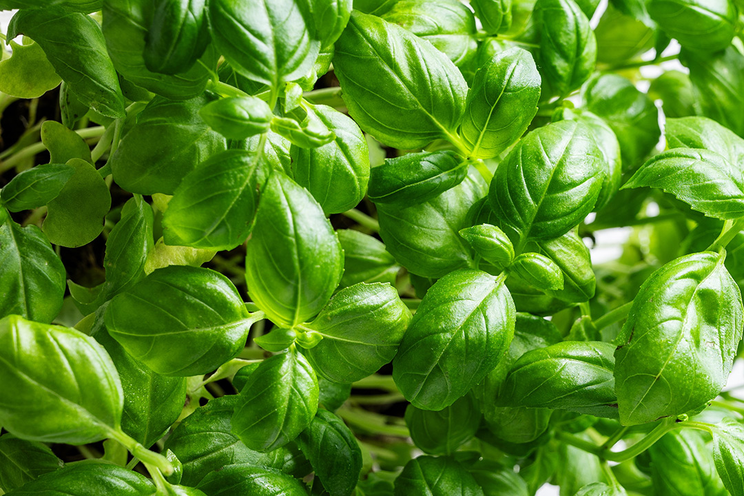 A connected and green future