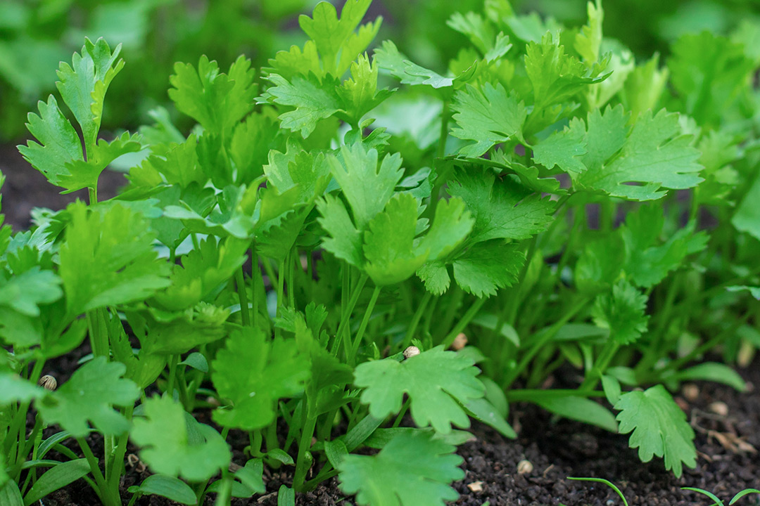 Growing smartly means respecting the planet