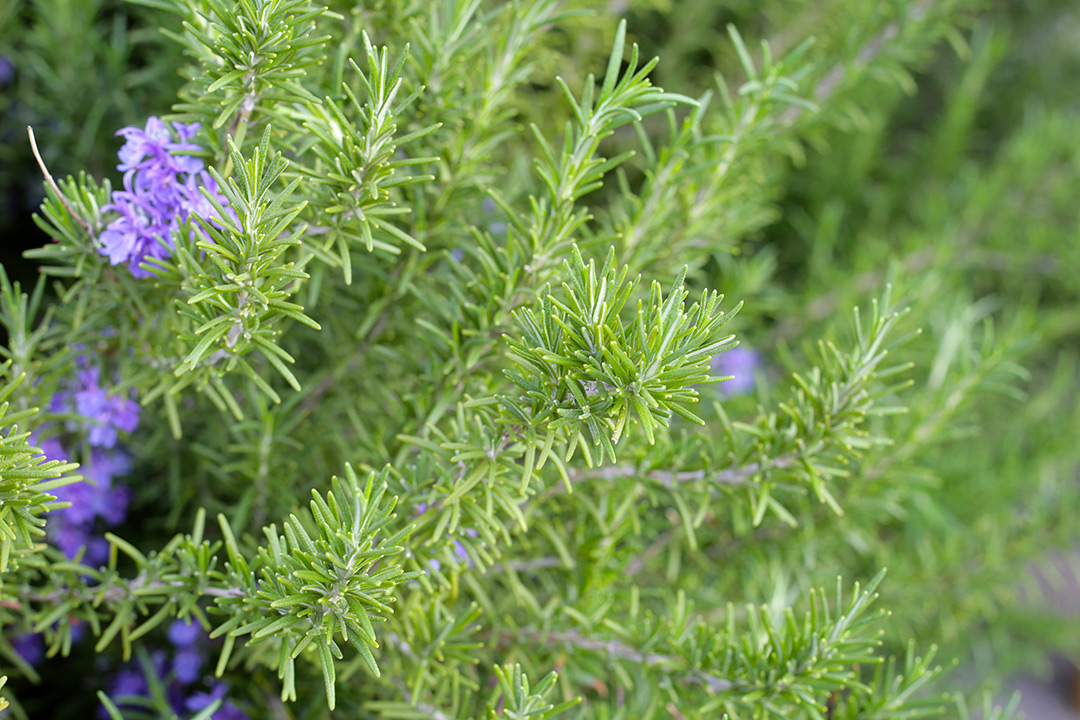 Traceable and local supply chain