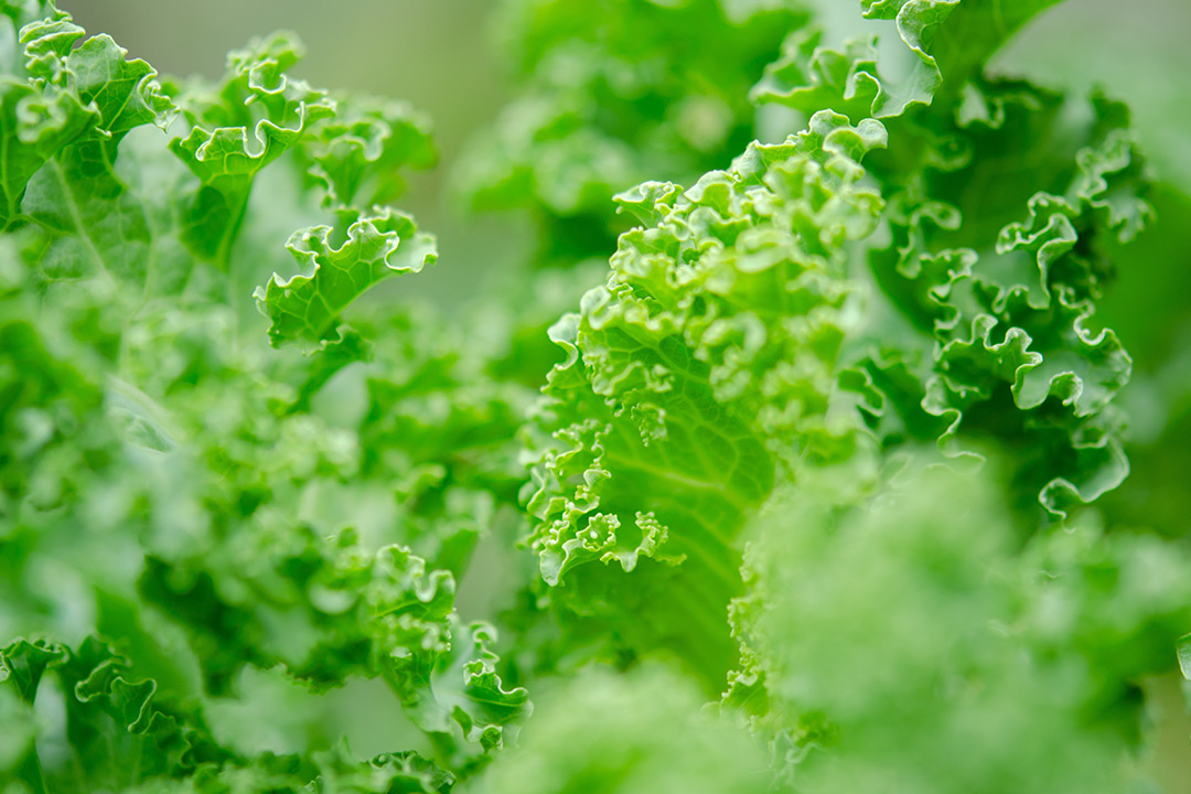 Jocondo's circular design